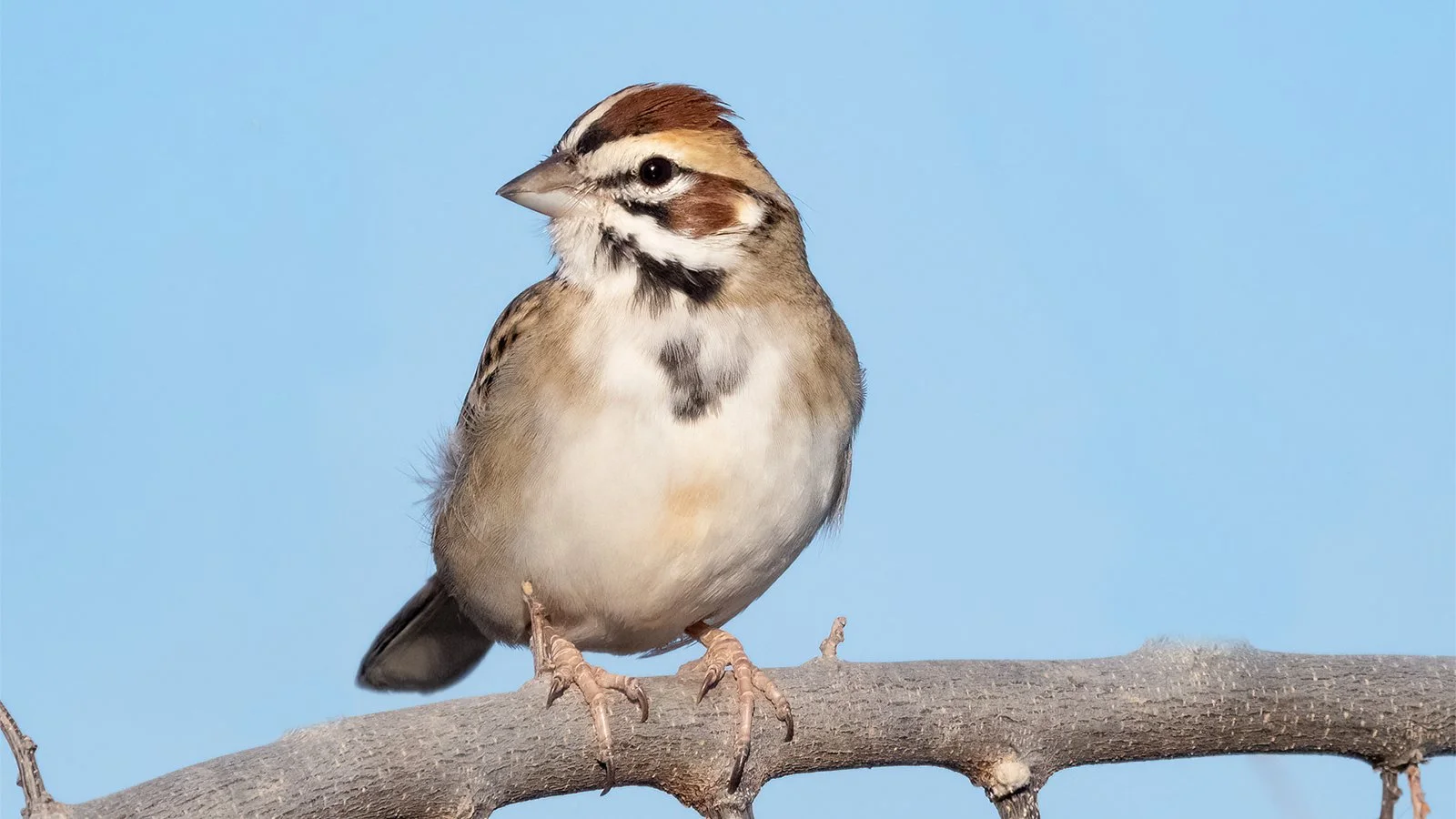 @sparrow36404506 sparrow様 White-Crowned Sparrow (Zonotrichia leucophrys) - Joel Sartore